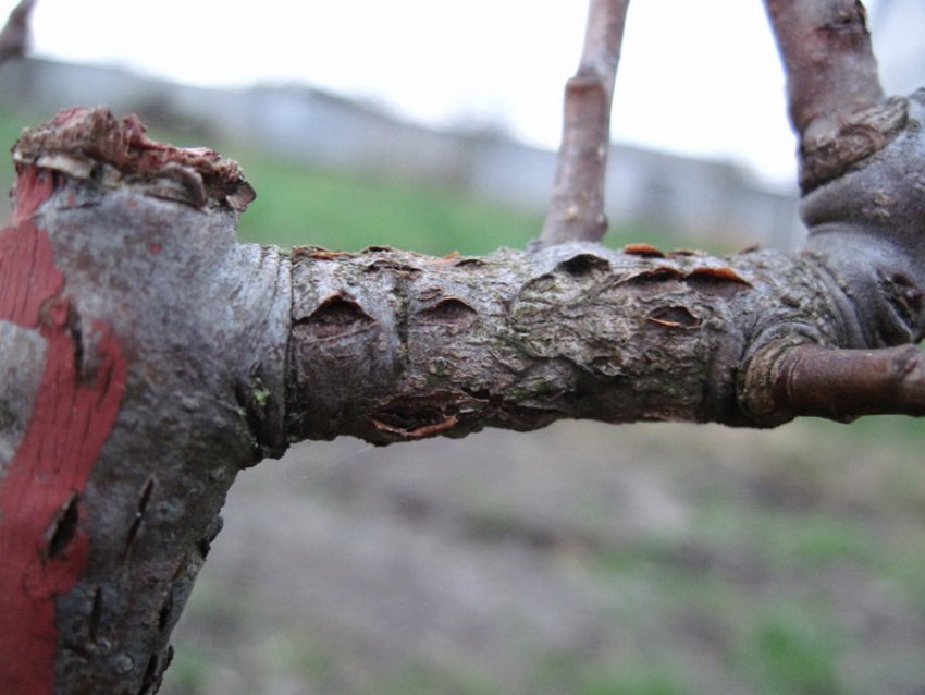 Цитоспороз на гілках груші