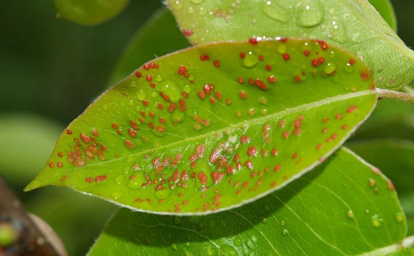 Грушевий кліщ Грушевий кліщ