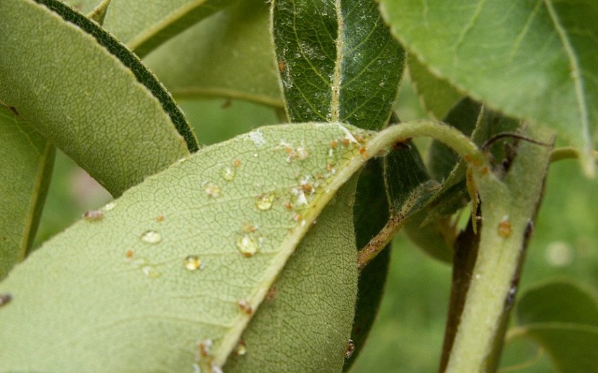 Грушева медяниця на листках Грушева медяниця на листках
