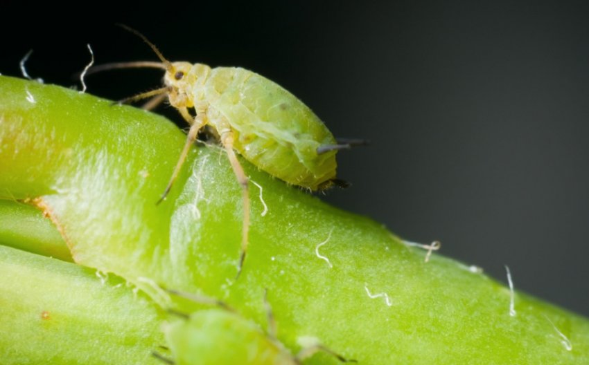 Попелиця зелена Попелиця зелена