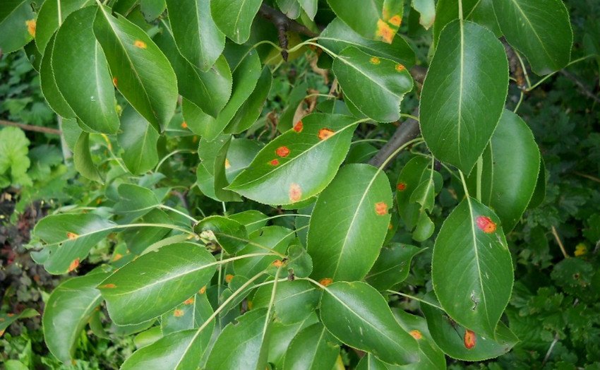 Іржа груші Іржа груші