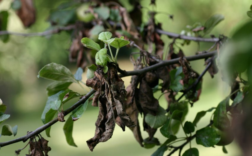 Бактеріальний рак груші Бактеріальний рак груші
