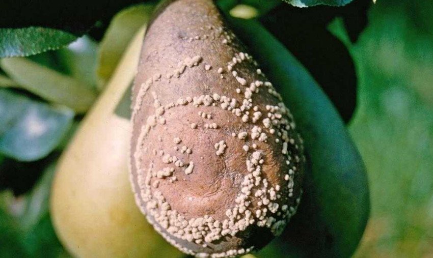 Коричнева гниль груші Коричнева гниль груші