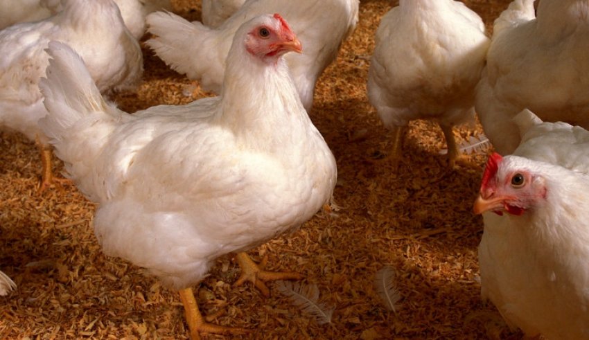 Підстилка для бройлерів Підстилка для бройлерів