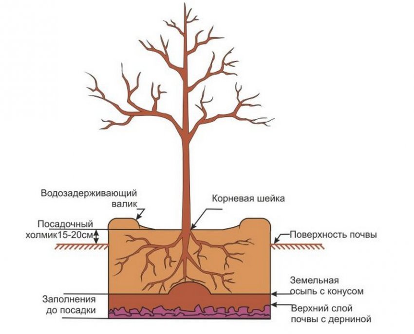 когда лучше пересаживать грушу на другое место осенью. Смотреть фото когда лучше пересаживать грушу на другое место осенью. Смотреть картинку когда лучше пересаживать грушу на другое место осенью. Картинка про когда лучше пересаживать грушу на другое место осенью. Фото когда лучше пересаживать грушу на другое место осенью