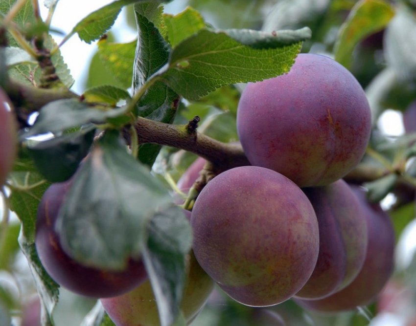 Сливи сорту Цукеркова