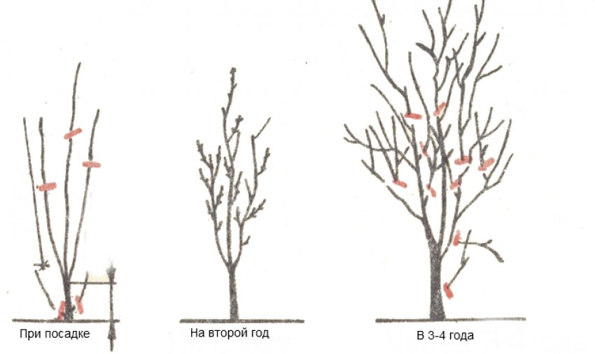 Формування крони сливи
