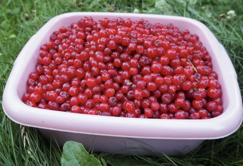 Вишня Осіння вировская