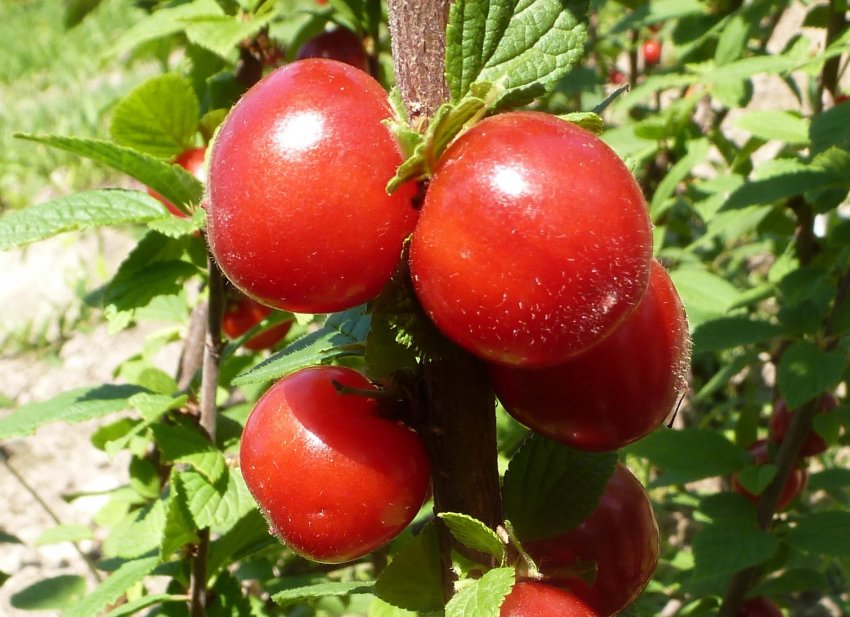 Вишня Царівна