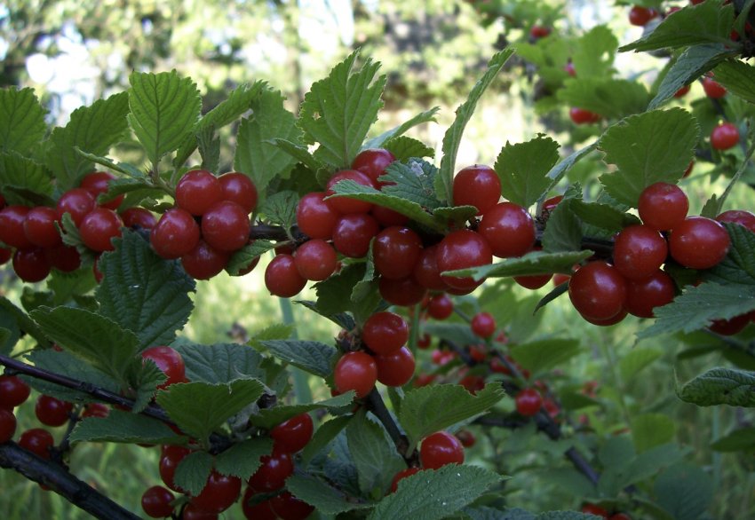 Повстяна вишня Наталі