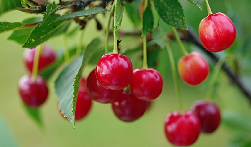 Вишня Полівка Мічуріна
