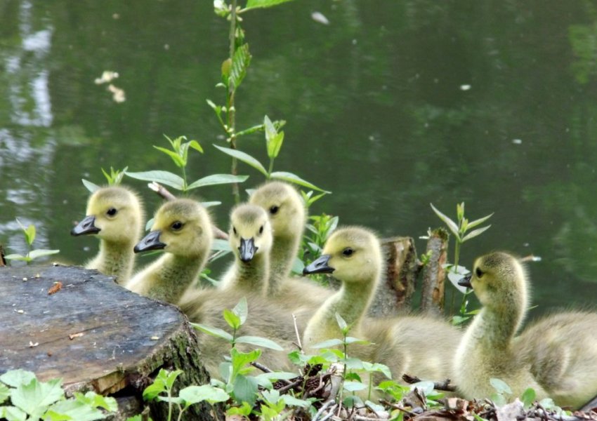 Гусенята