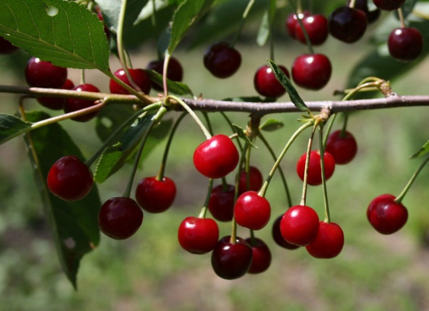 Вишня Гридневская