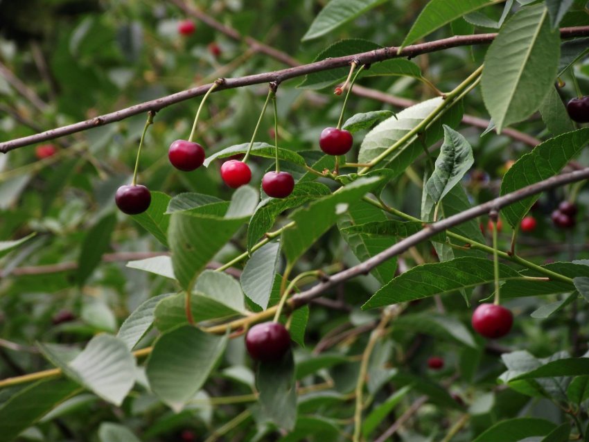 Вишня Малинівка