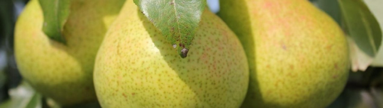 Вирощування і догляд за грушею сорту «Видатна»