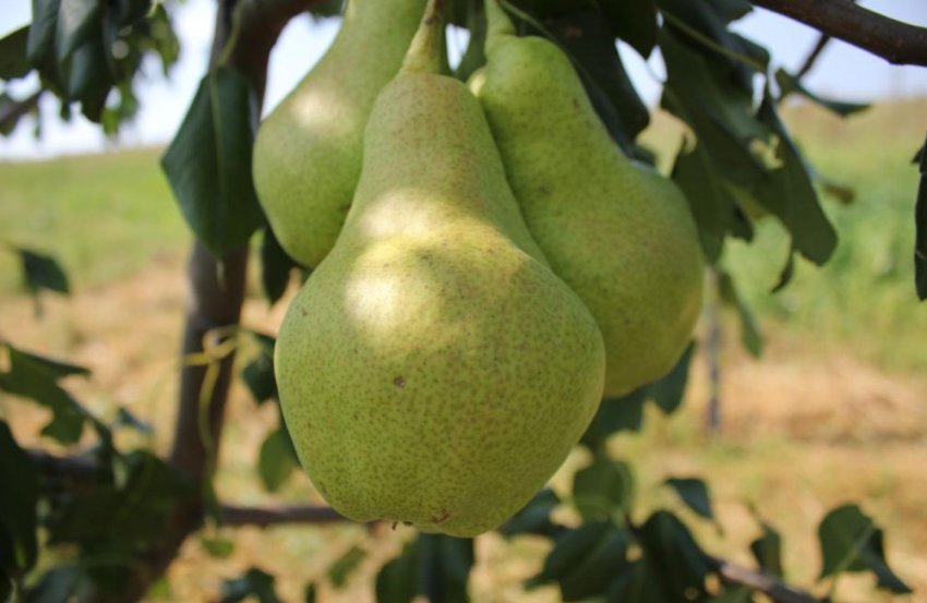 Груша сорту Видатна