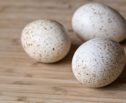 Як мчать індички