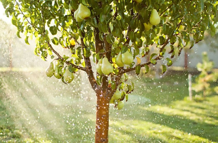 Дощування груші