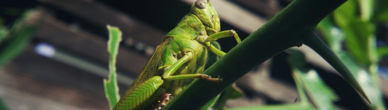 Єгипту загрожує вторгнення сарани