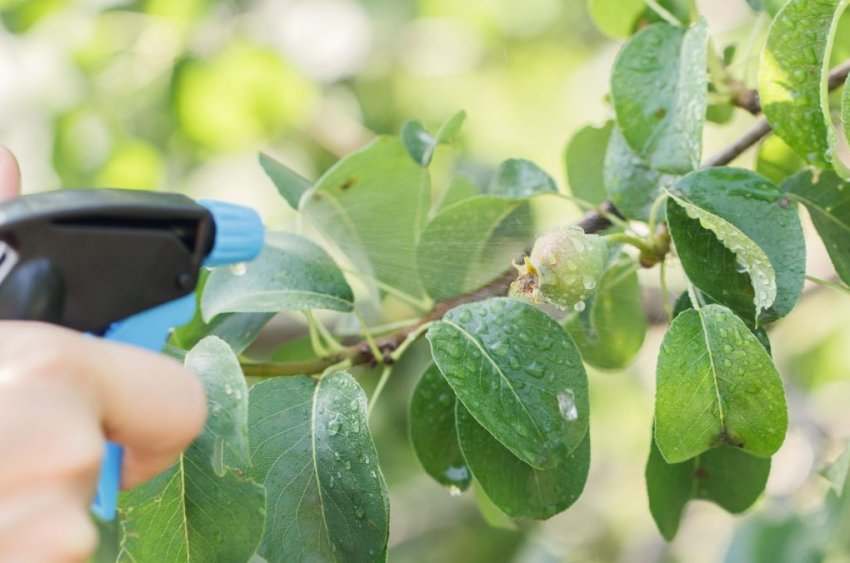 Обприскування грушевого дерева