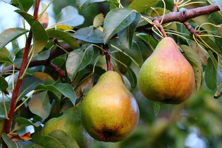 Сорт груші Бере Жиффар Сорт груші Бере Жиффар