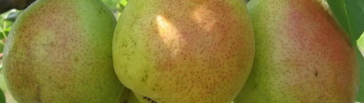 Ботанічний опис і особливості вирощування на ділянці груші сорту Сварник