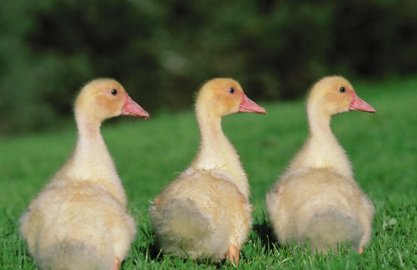 Гусенята