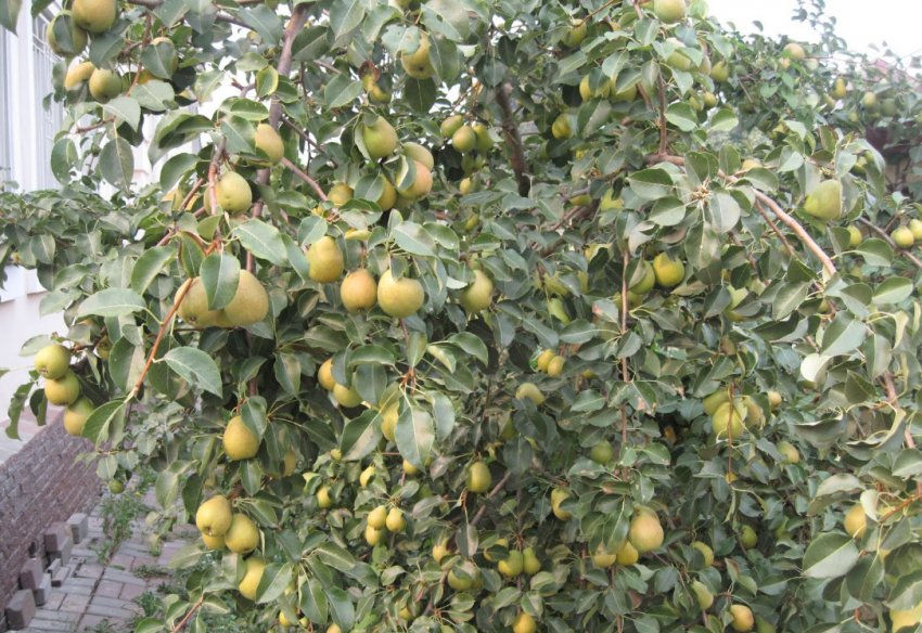 Груша Сварник