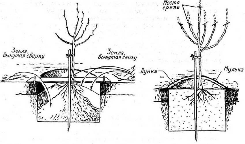 Схема посадки сливи