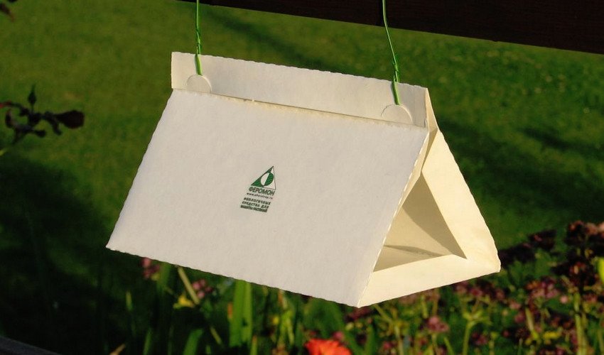 Пастка з феромонами