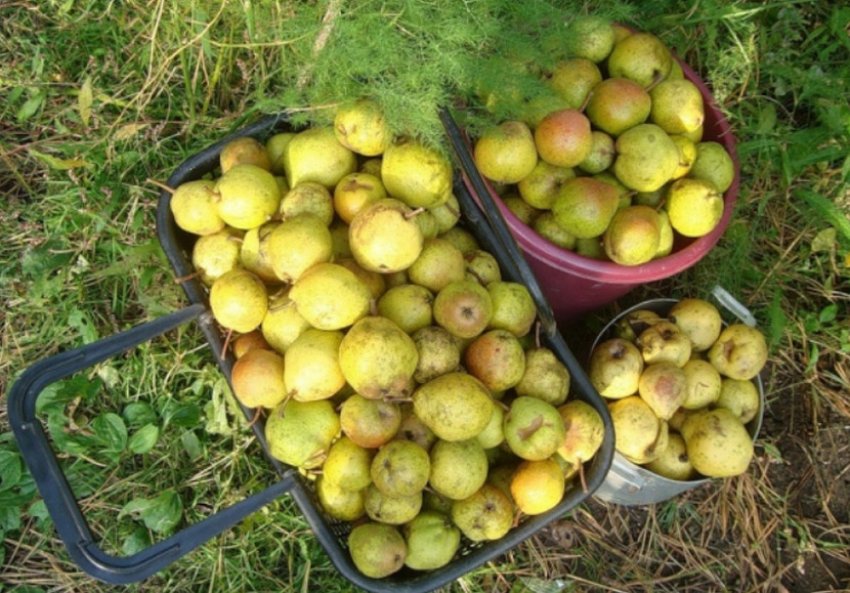 Груша Сварник