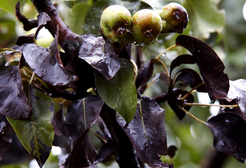 Бактеріальний опік листя груші