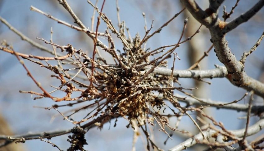 «Відьмина мітла» у груші