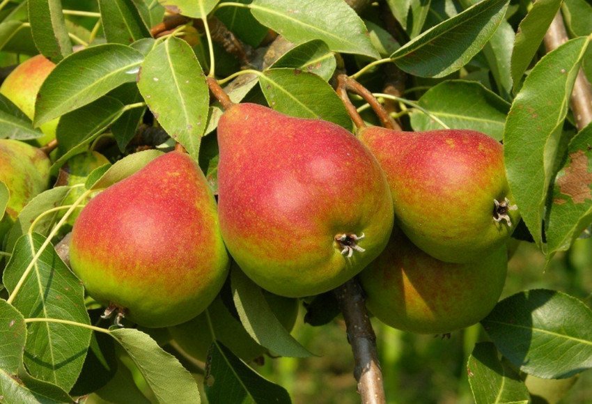 Урожай груш Ніка Урожай груш Ніка