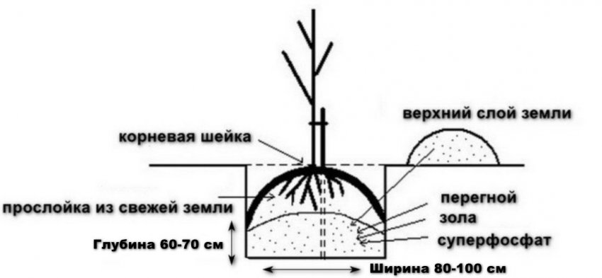 Схема посадкової ями