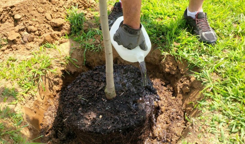 Полив груші