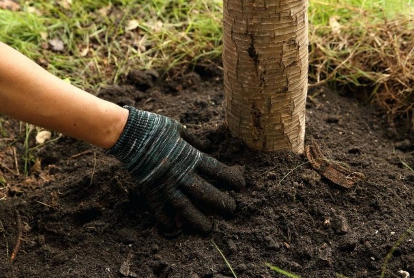 Підживлення груші восени
