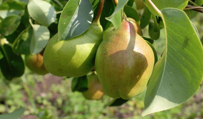 Груша Чудесница Груша Чудесница