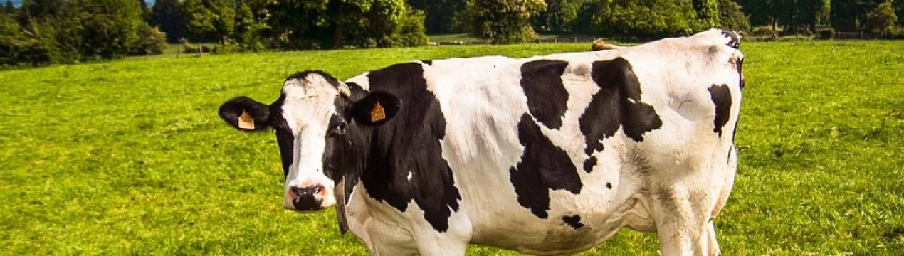 Пастереллёз крупного рогатого скота: симптомы и лечение