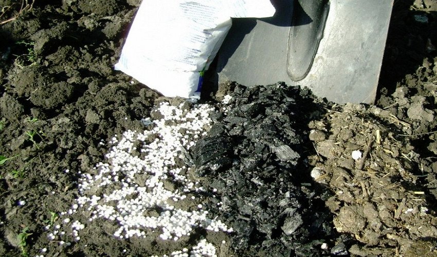 Добрива для груші Добрива для груші