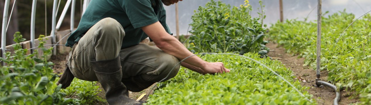 Дозвіллям російських фермерів зацікавився президент