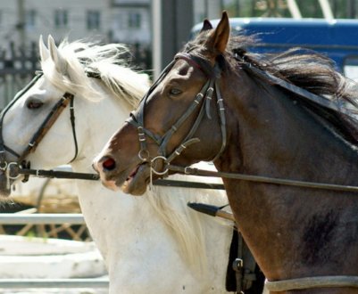 Вуздечка для коня: як зробити власноруч, як правильно її надіти