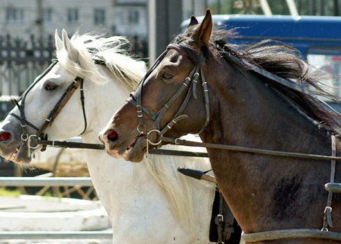 Вуздечка для коня: як зробити власноруч, як правильно її надіти