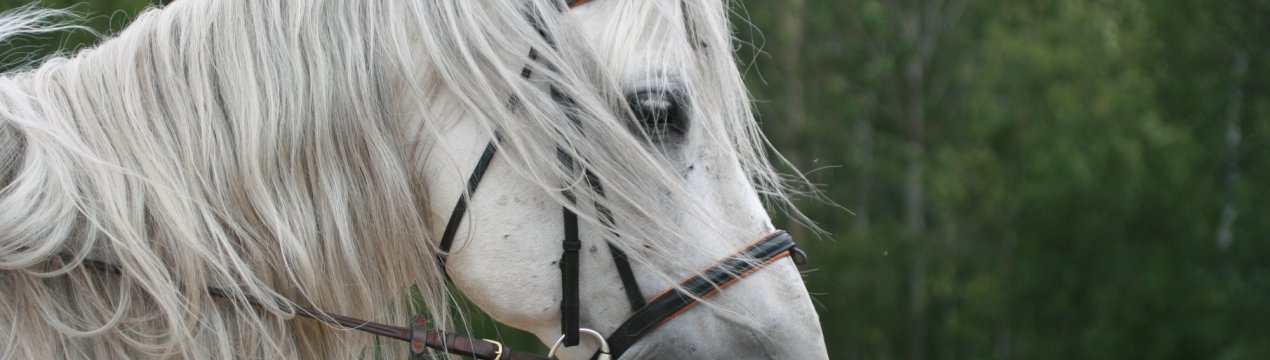 Кемеровський фермер-лихач хотів відшкодувати державі борги племінним жеребцем