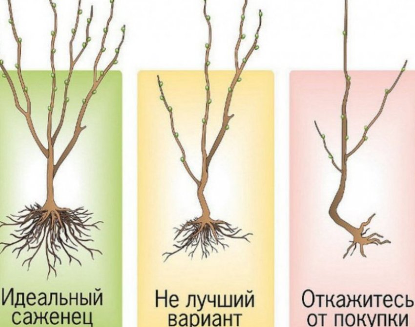 Саджанці Саджанці