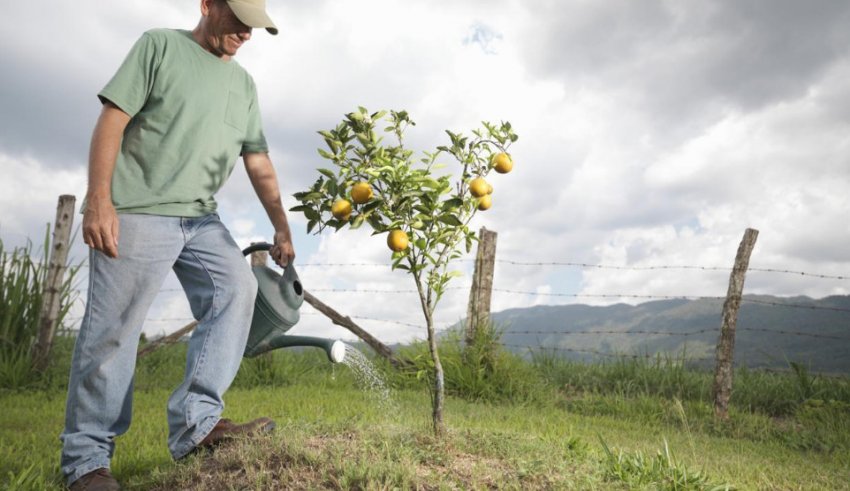 Полив груші Полив груші