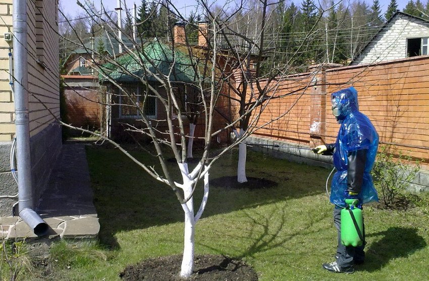 Обприскування груші Обприскування груші