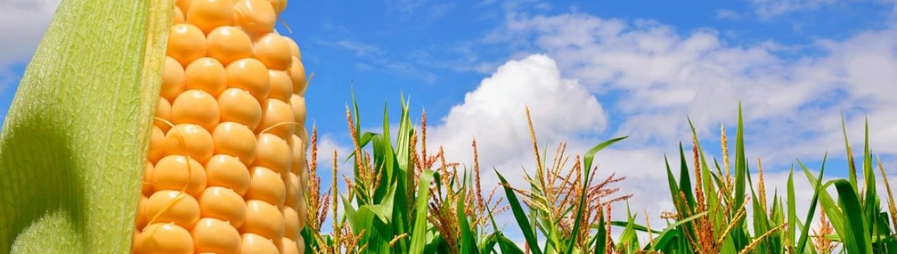 Індія думає про часткове скасування мит на імпортне кукурудзу