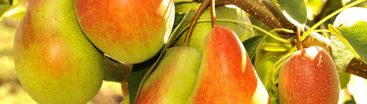 Особливості посадки і догляду за грушею сорту Парижанка