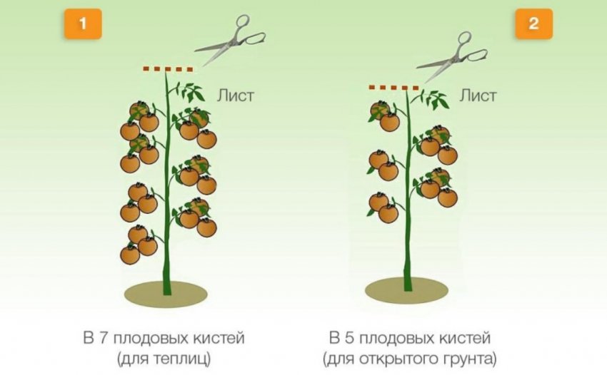 Формування томатів